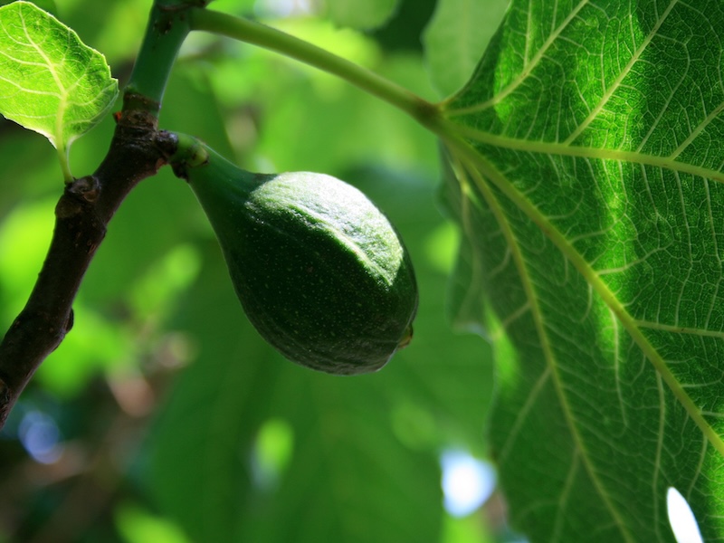 close-up of a green fig on a tree with leaves surrounding and in background. It's really green.